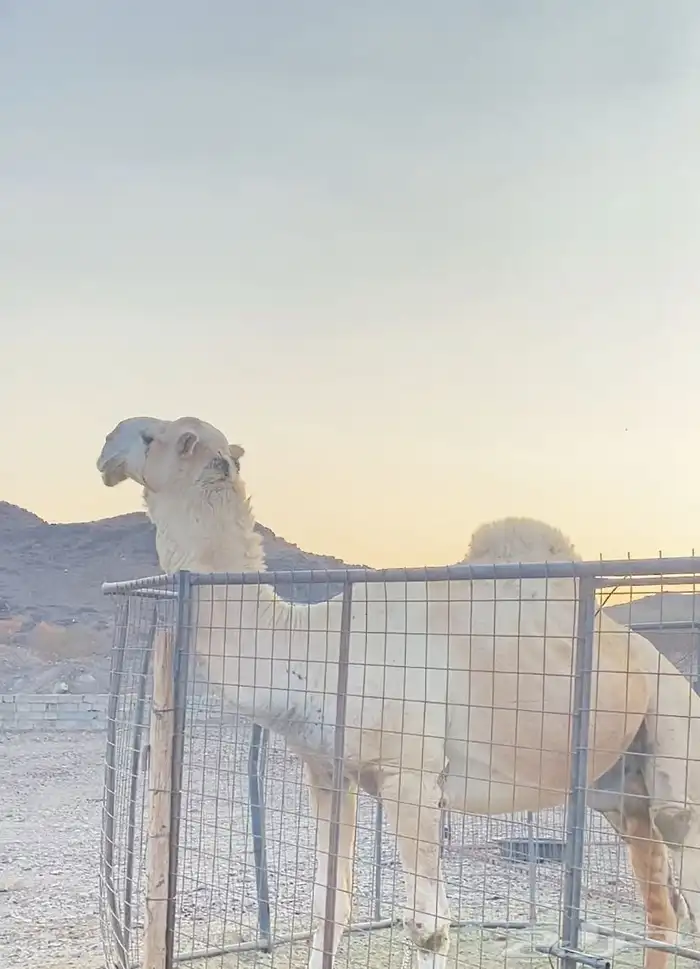 بعير اوضح سديس جرم 3