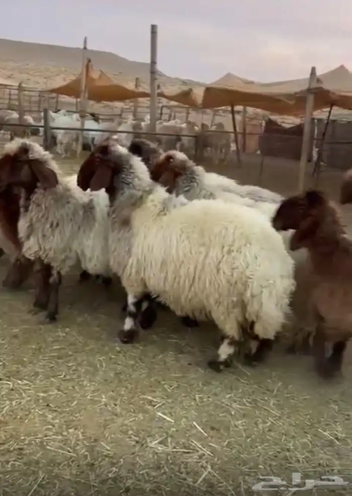 للبيع غنم نعيم 3