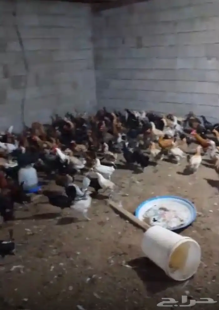 دجاج بلدي بياض العدد تقريبا 300 1