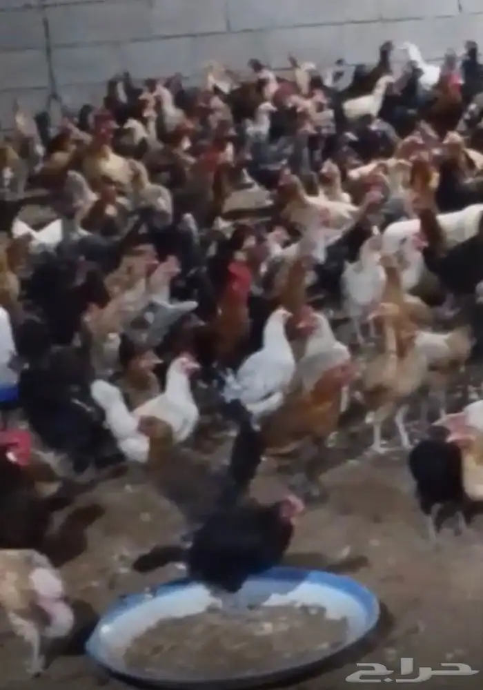 دجاج بلدي بياض العدد تقريبا 300 0