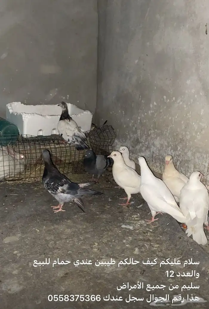 حمام للبيع فرنسي في زاجل 0
