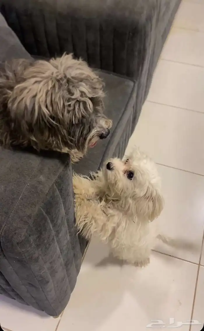 جرو مالتيز 0