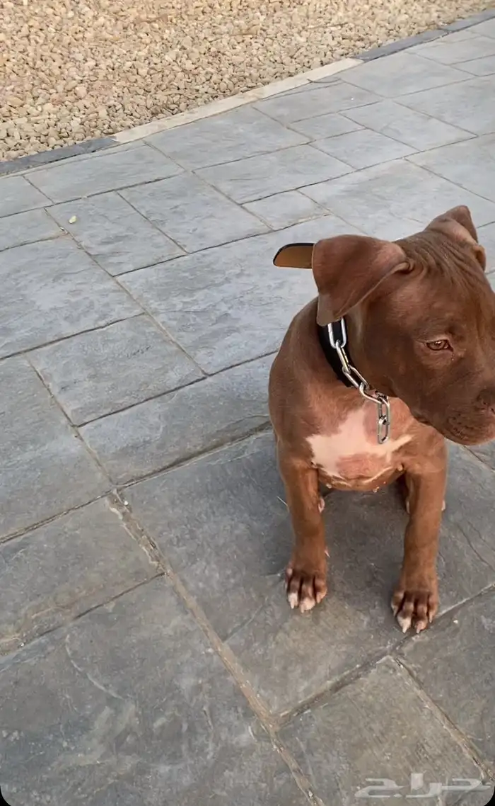 بيتبول اكس ال للبدل مع جرو جيرمن شيبرد او روت وايلر 1