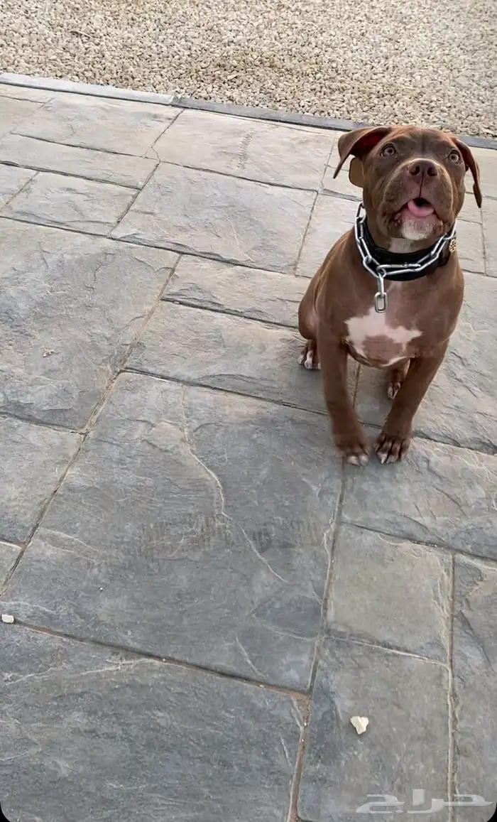 بيتبول اكس ال للبدل مع جرو جيرمن شيبرد او روت وايلر 0