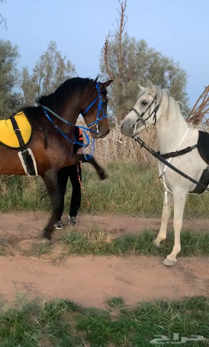 حصان ركوب طرب 3