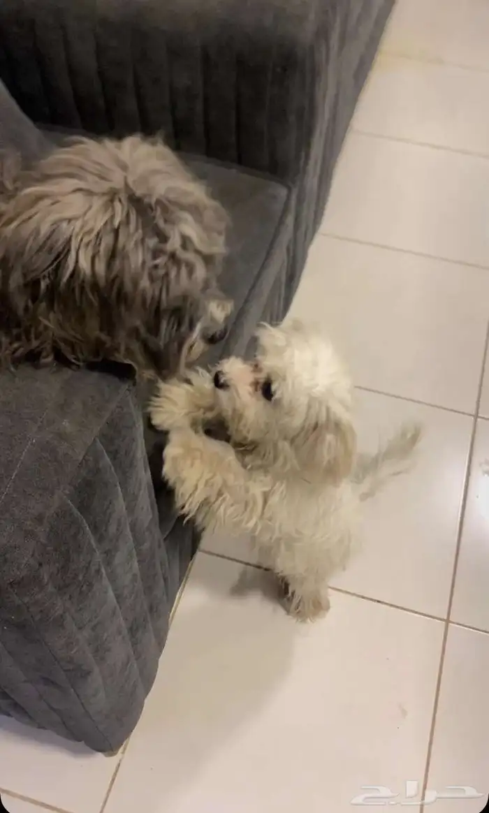 جرو مالتيز 2