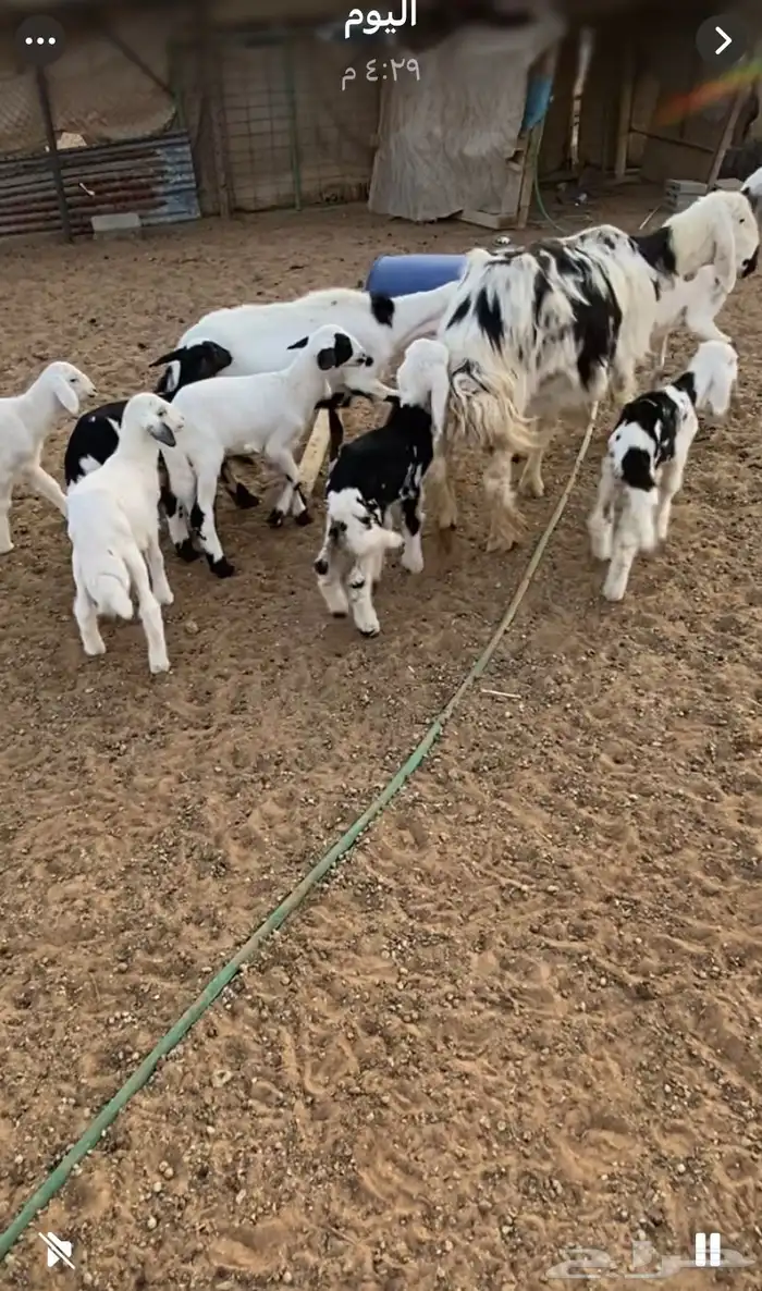 3 ضان متابيع ب3 خرفان و3 رخال. روم سلم. تمات. شرط 0