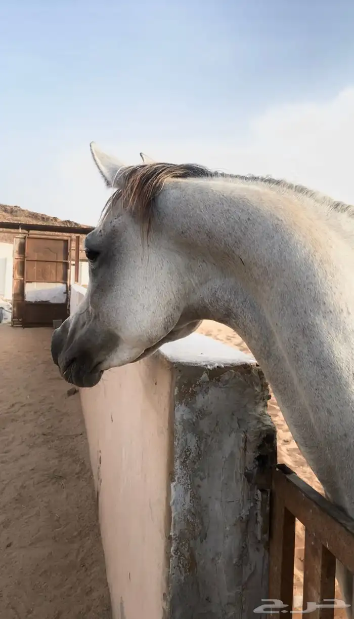 فرس لقاح 8 شهور 3