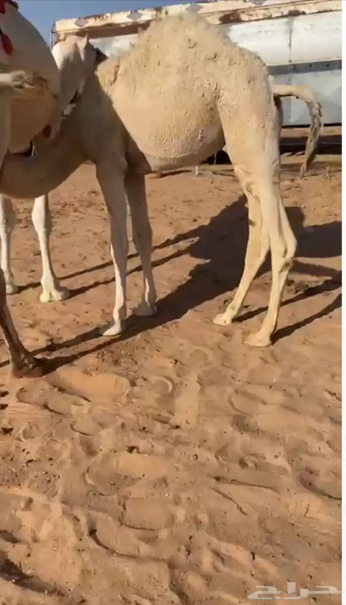 قعود قصب عمره 6 شهور لباني نظيف وسالم 0