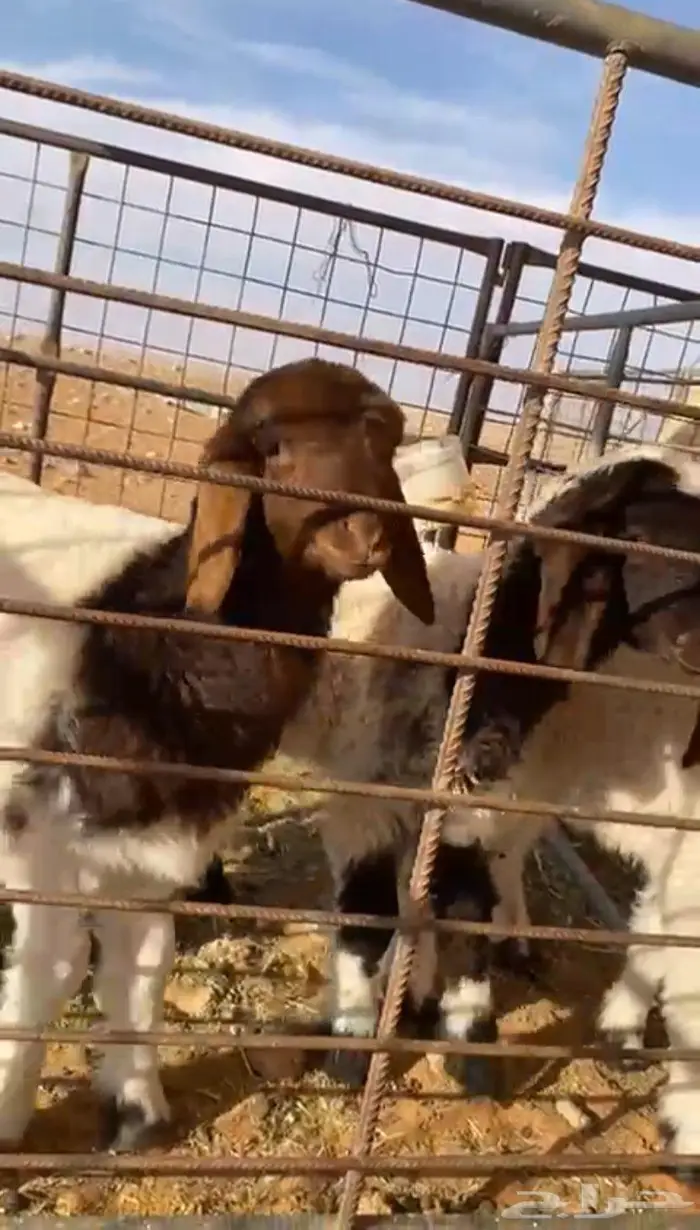 دواغير للبيع . 0