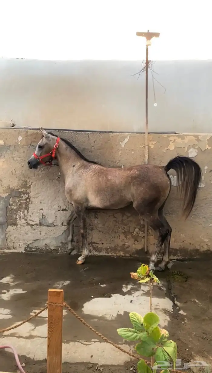 فرس لقاح 8 شهور تحتها مهره 5