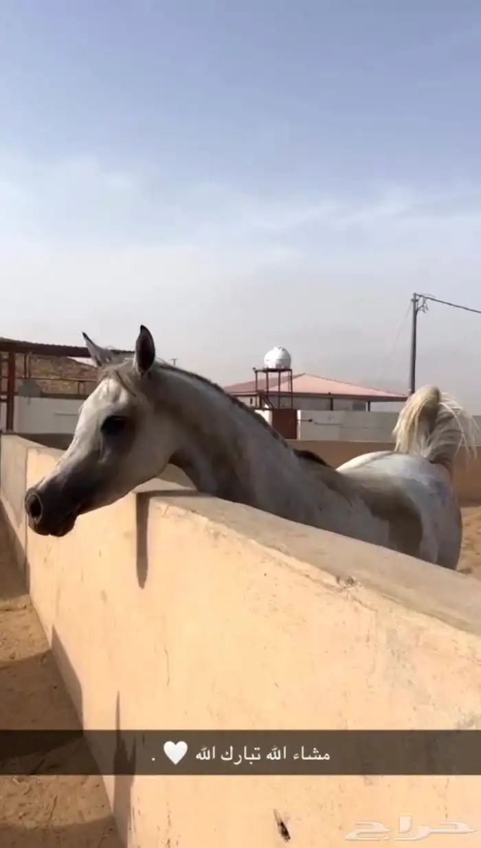 فرس لقاح 8 شهور 4