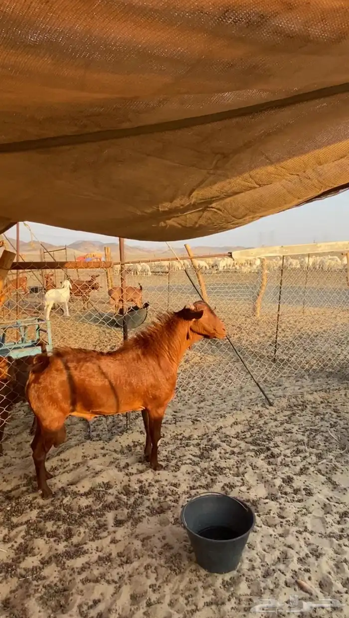 فحل محايلي صنف 0