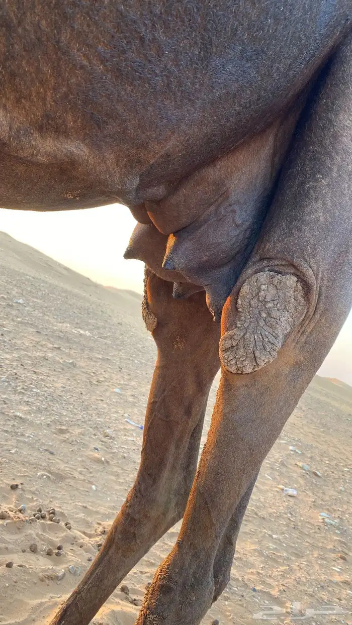 خلفه مجهم 11