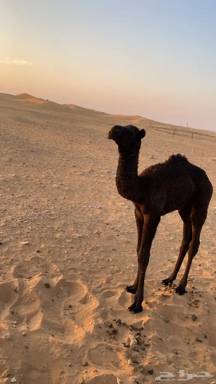 خلفه مجهم 10