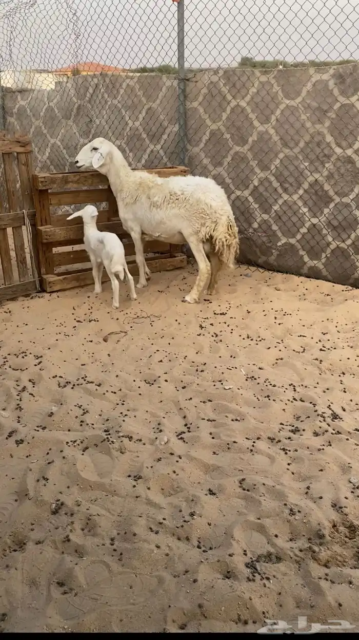 للبيع حريه رغوث صنف 0