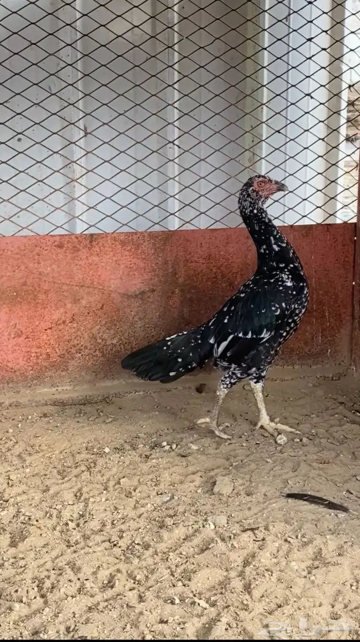 أنثى سندي لا يجي إلا الصامل رجاء خاص 0