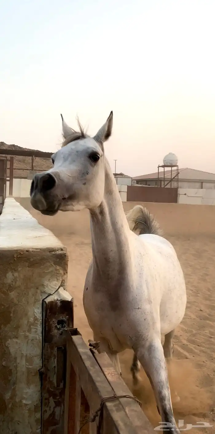 فرس لقاح 8 شهور 0