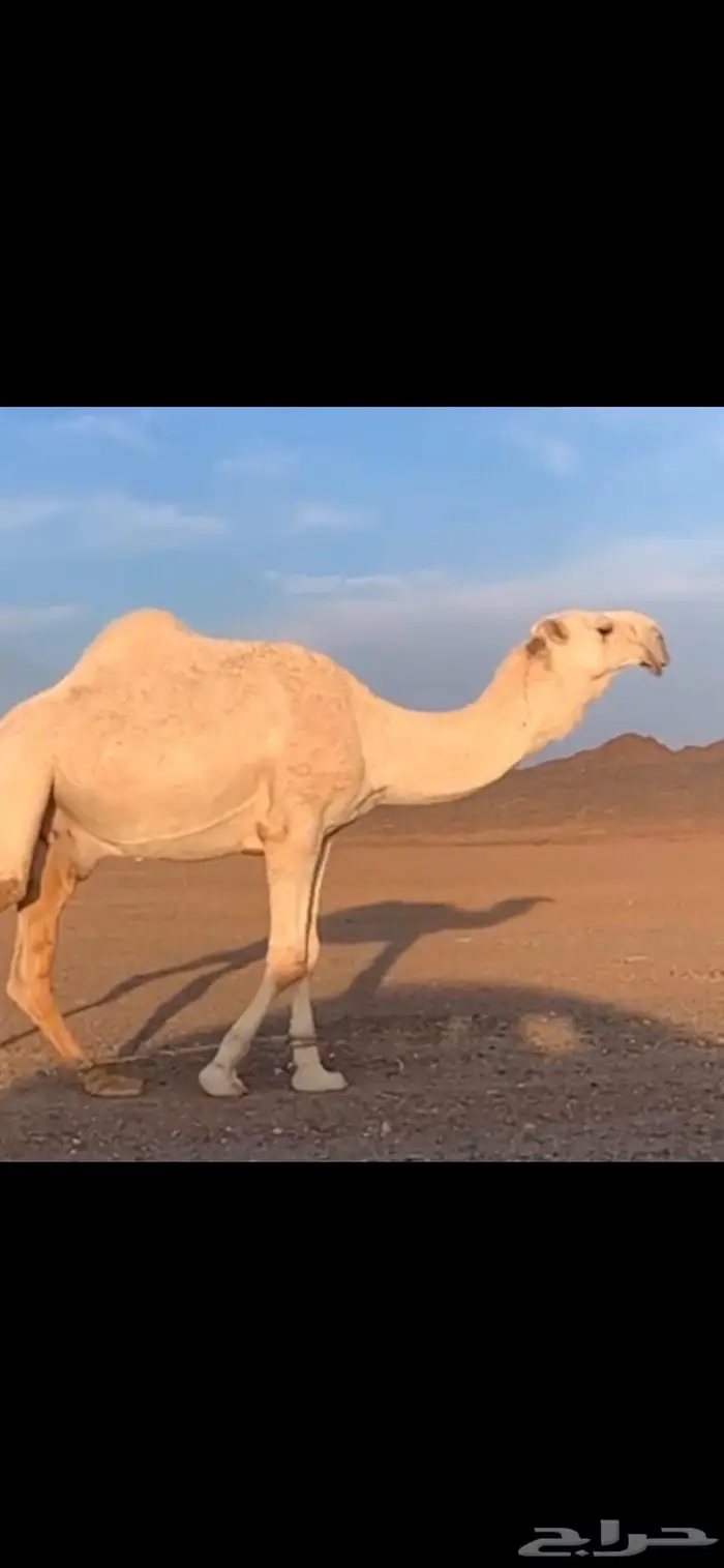 بعير كفو على حاكم بن قريع وعلى التحليل 0