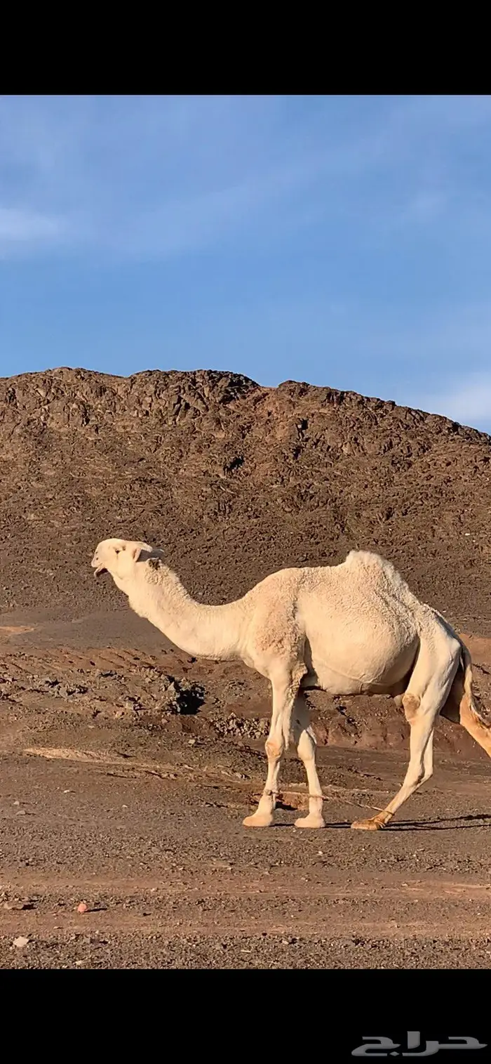 بعير كفو على حاكم بن قريع وعلى التحليل 1