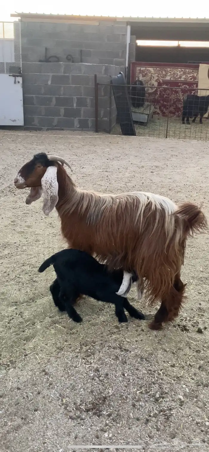 عرضييين خلفات حريات صنف وعنز يتبعها تيس 4