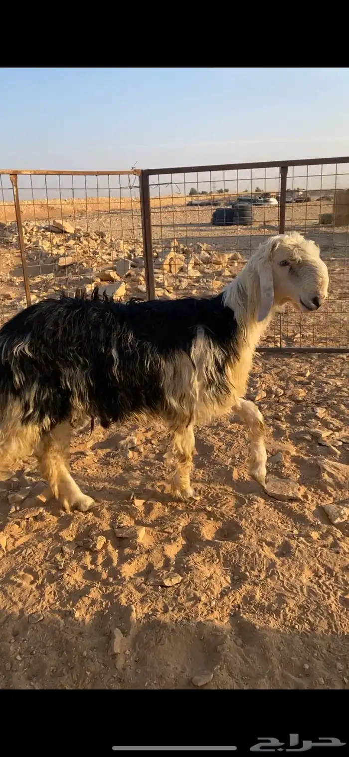 طلي نجدي جذع 0