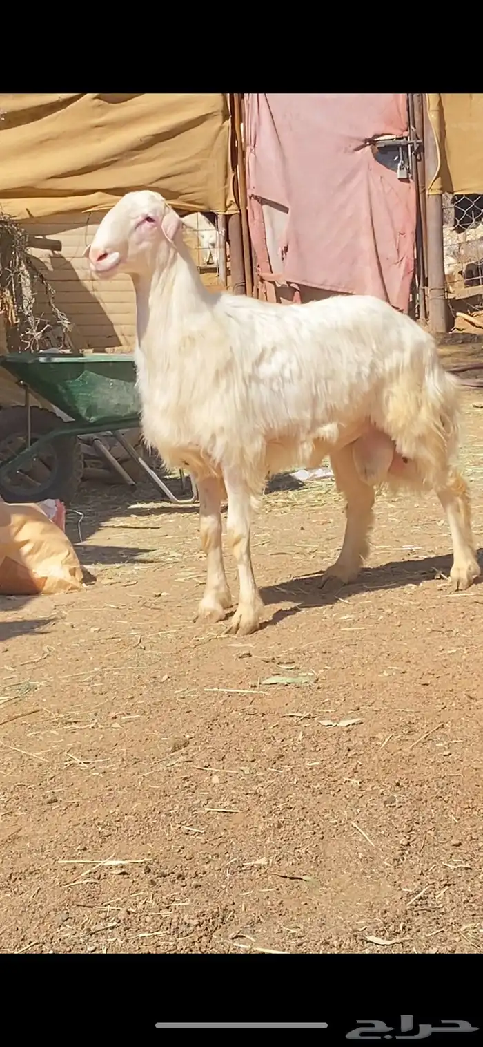 بسم الله ماشاء الله مشروع فحل فخم 0