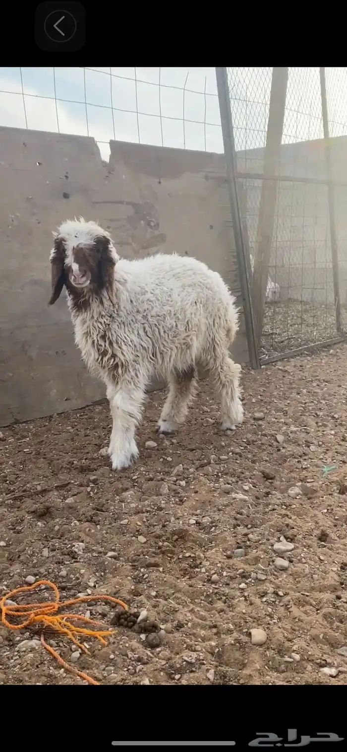 للبيع رخل نعيميه 0