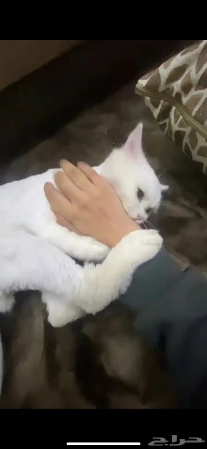 قط ضايع والي يلقها له  مكافاه مالية 0