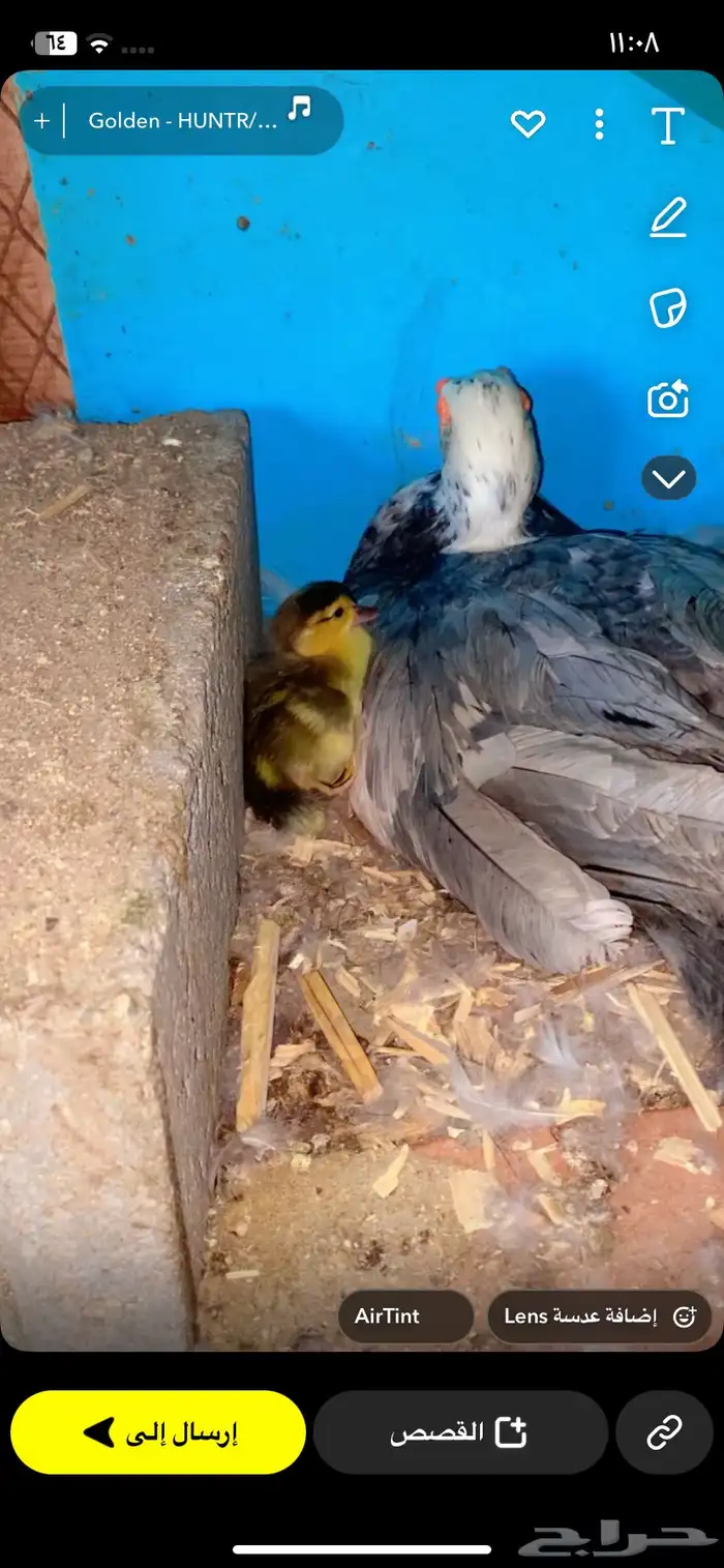 بط حضان للبيع 0