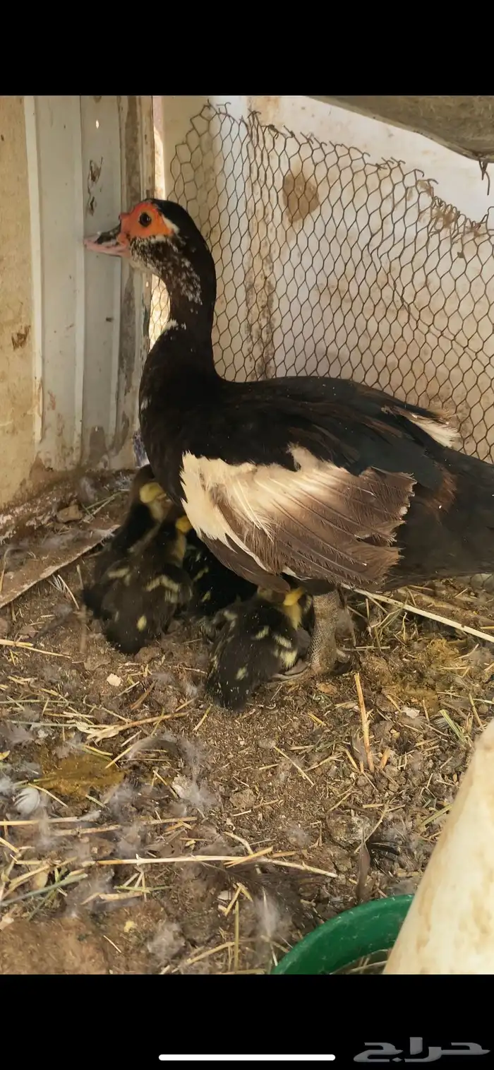 بطه بفروخها 0