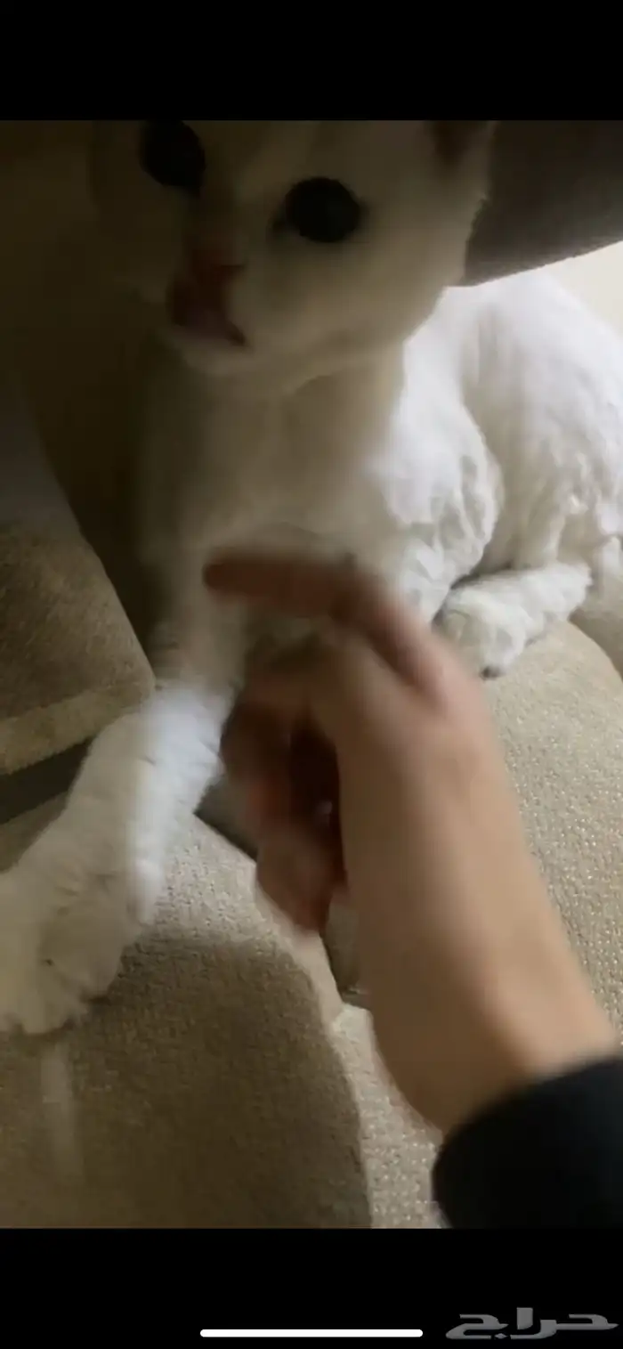 قط ضايع والي يلقها له  مكافاه مالية 3