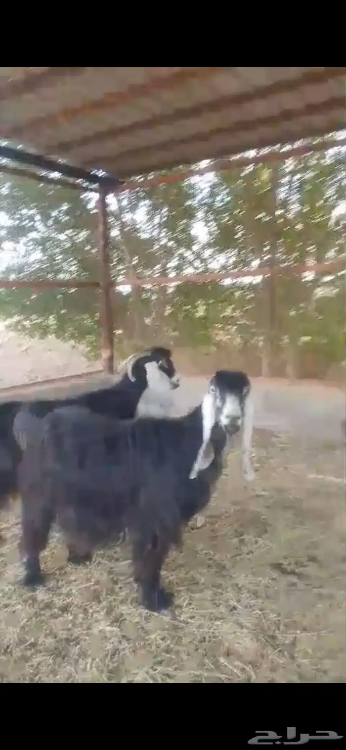 معزاء عوارض 1