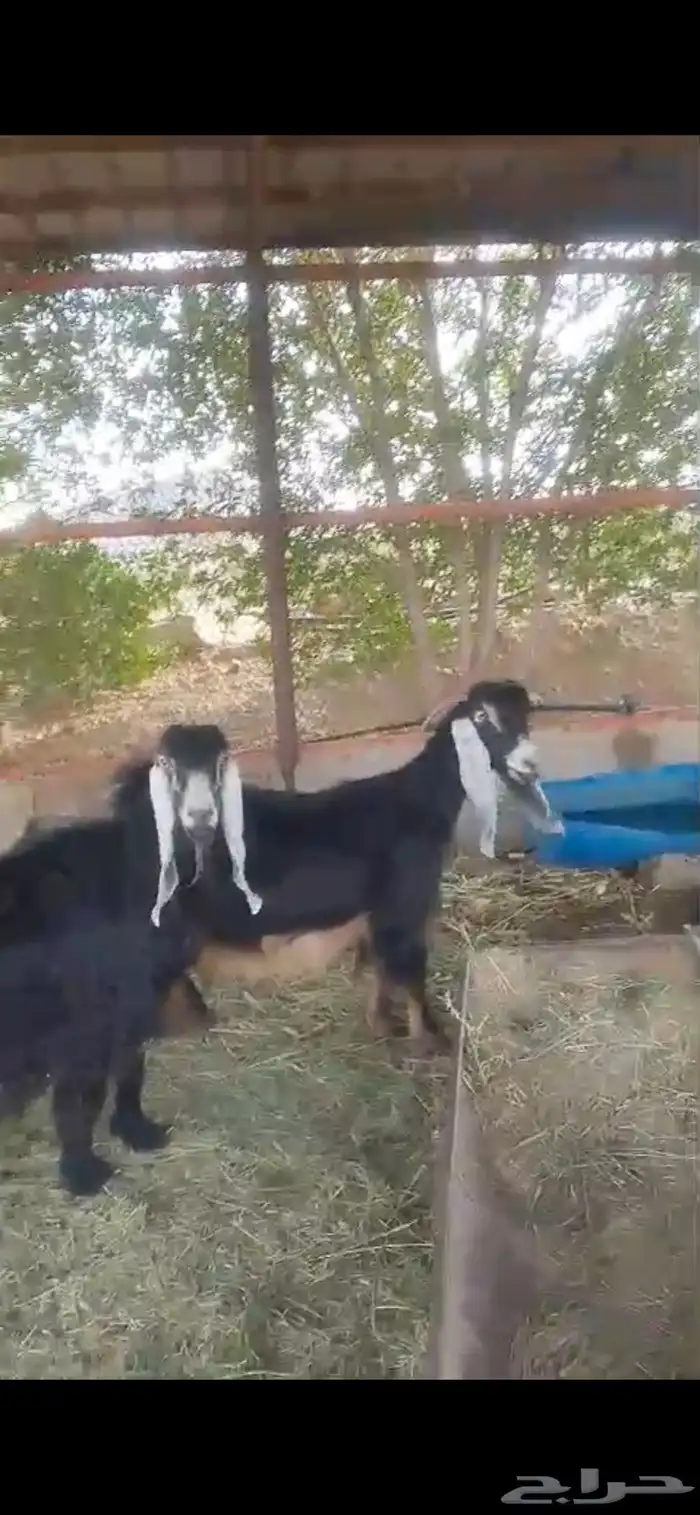 معزاء عوارض 0