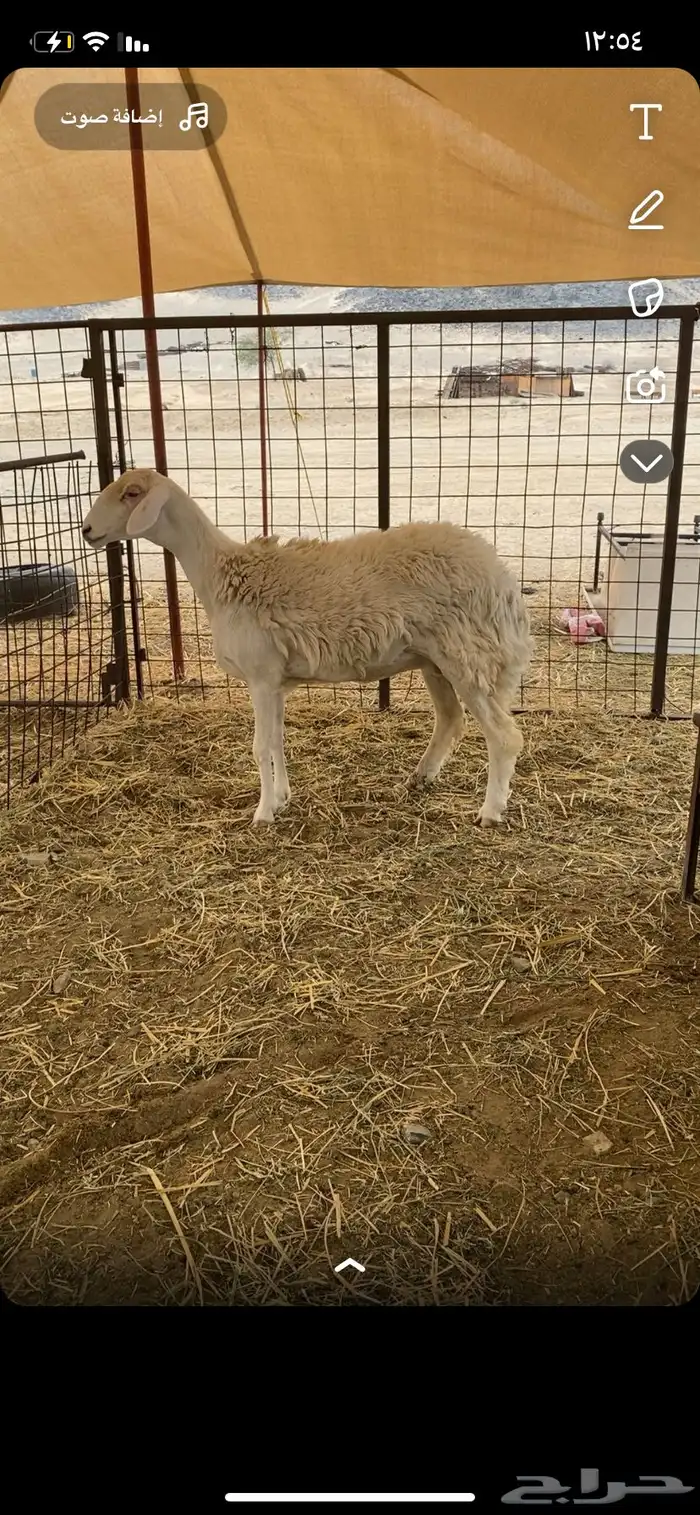 شاه ثنيه كفووو 1