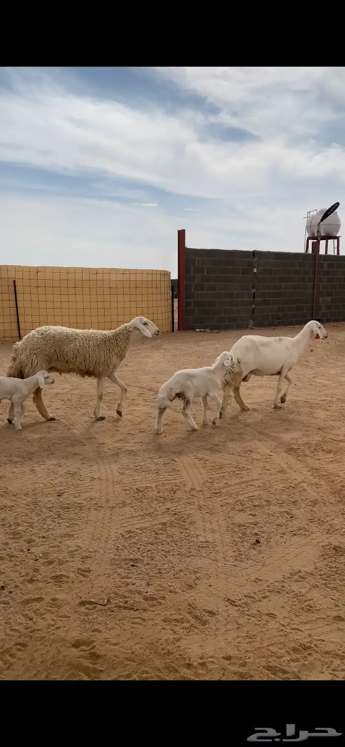 عرضييين خلفات حريات صنف وعنز يتبعها تيس 1