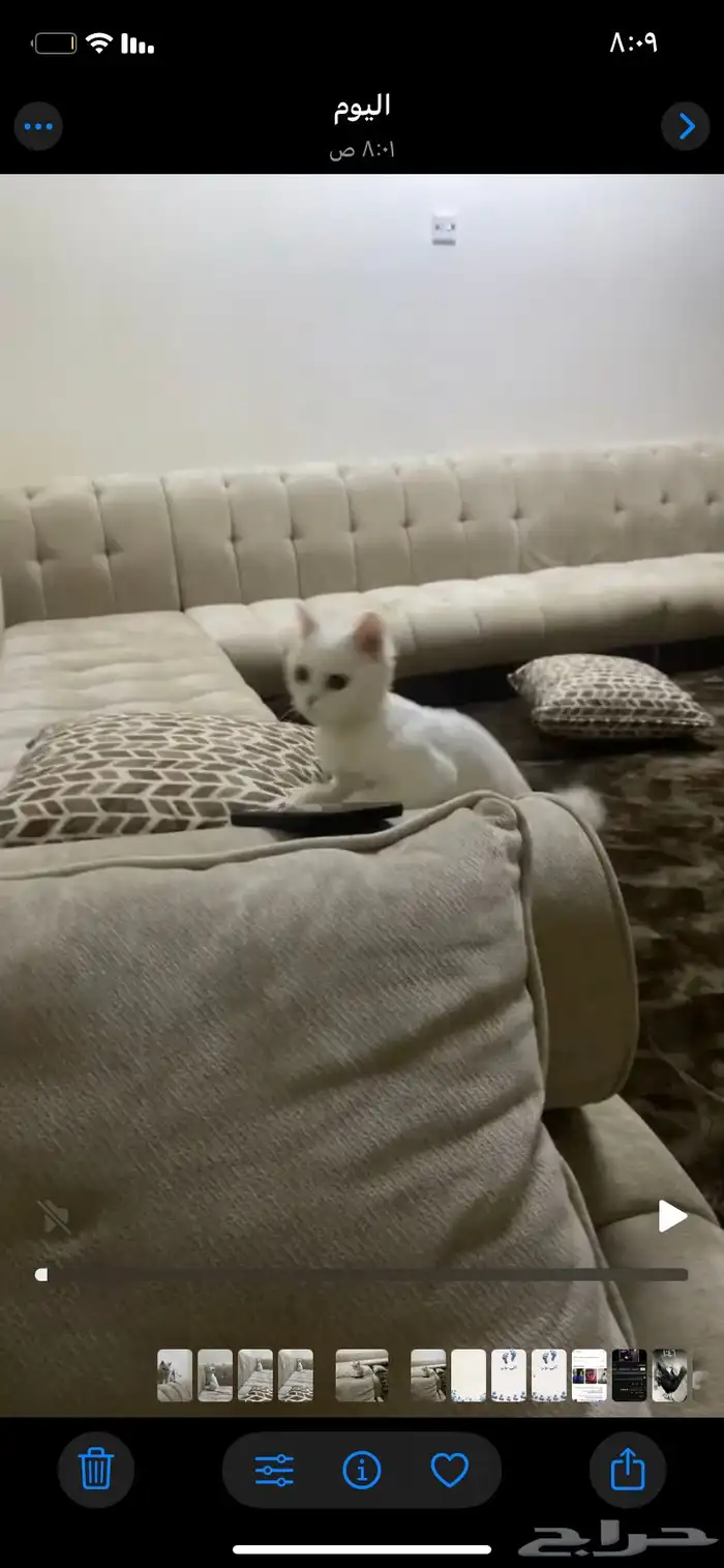 قط ضايع والي يلقها له  مكافاه مالية 4