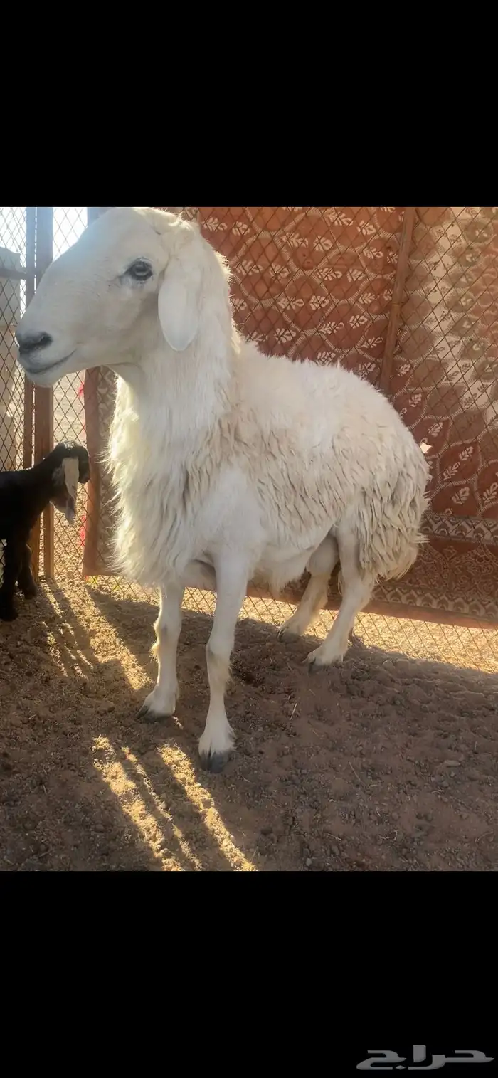 خروف للبيع شرط يقرع 0