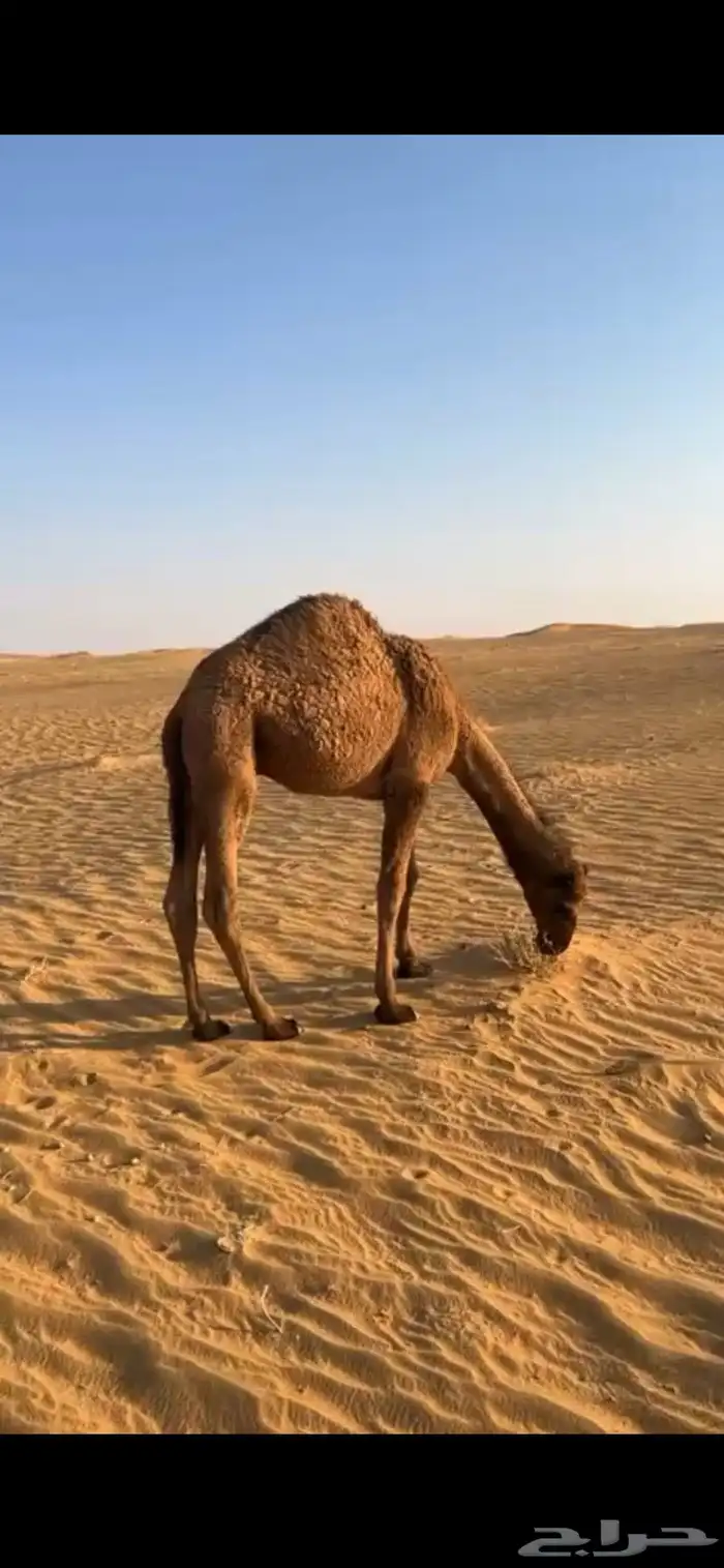 قعود سمين عمره 8 9 شهور وع حليب امه بالعقيمي 0