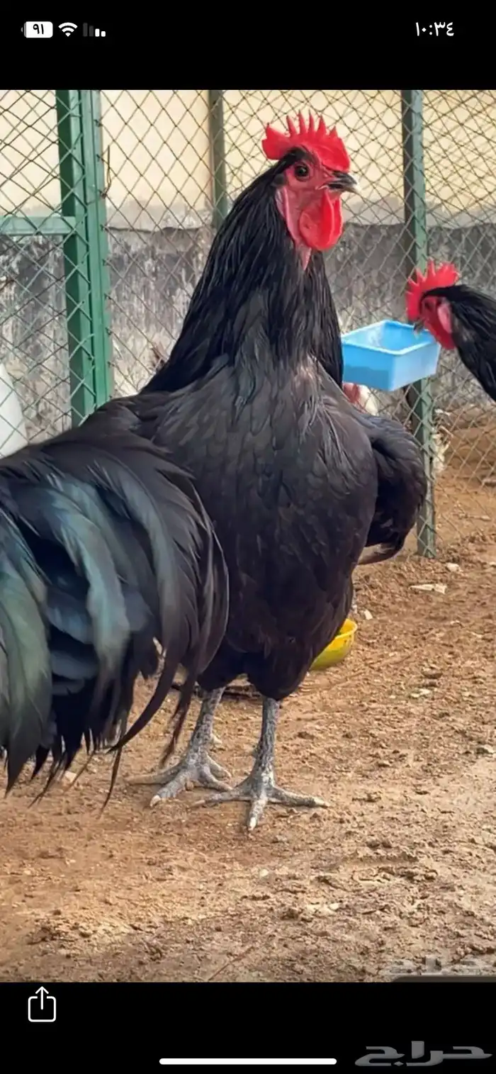 ديك الأسترلوب 1