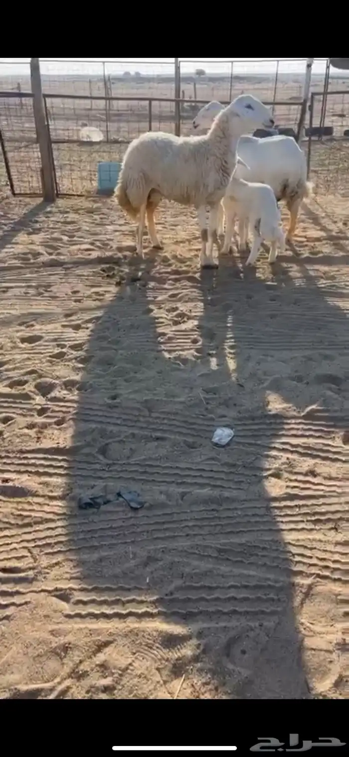 عرضييين خلفات حريات صنف وعنز يتبعها تيس 3