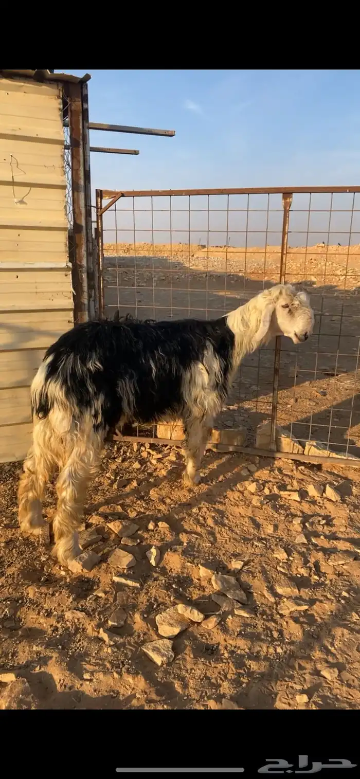 طلي نجدي جذع 2