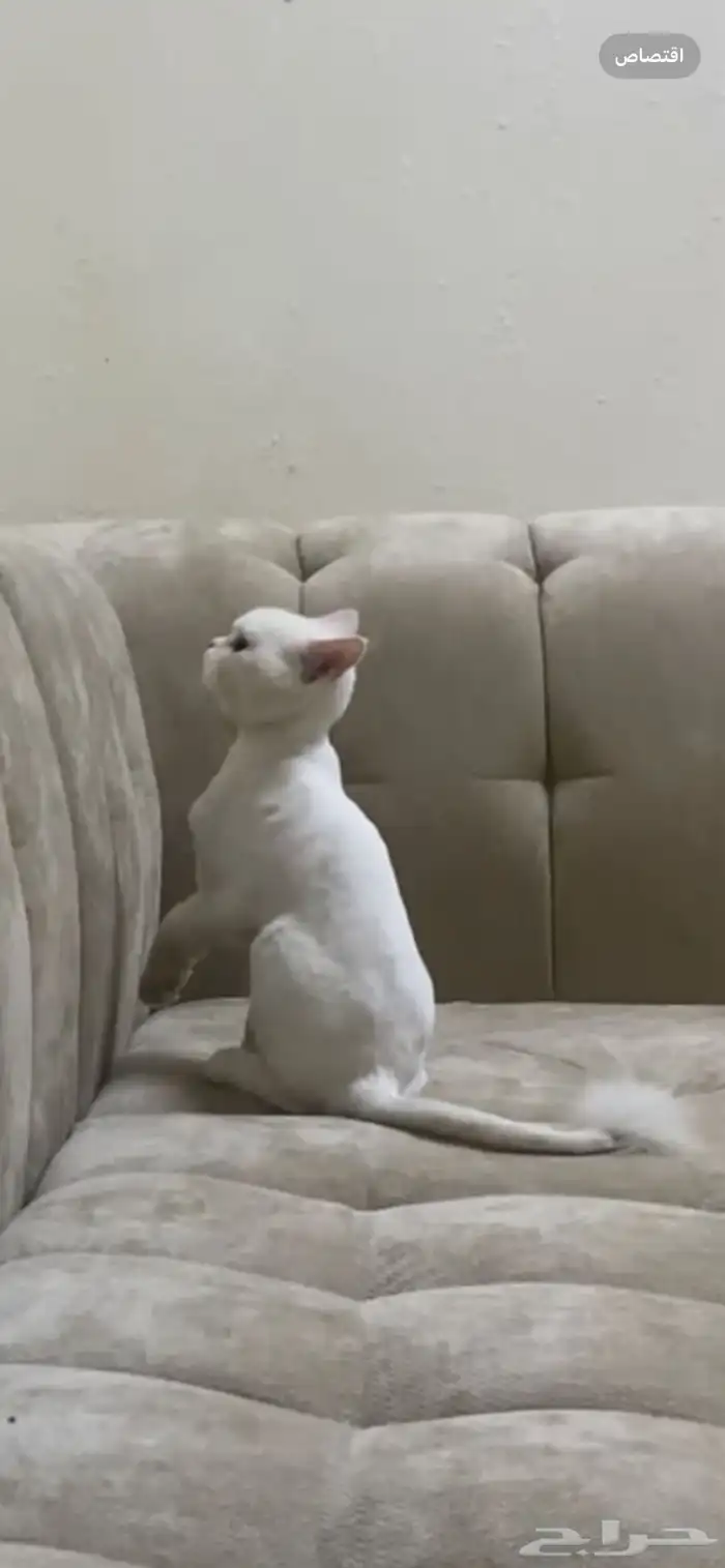 قط ضايع والي يلقها له  مكافاه مالية 6