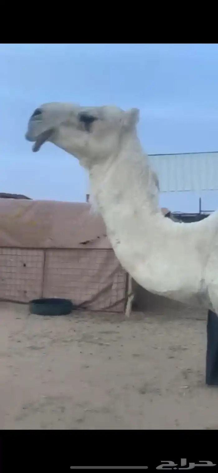 خلفه مصغر للبيع 1