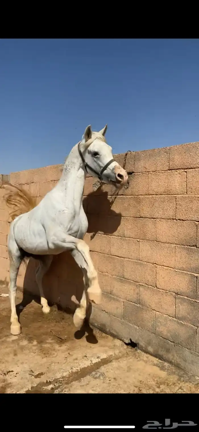 خيل شعبي اقبل البدل 3