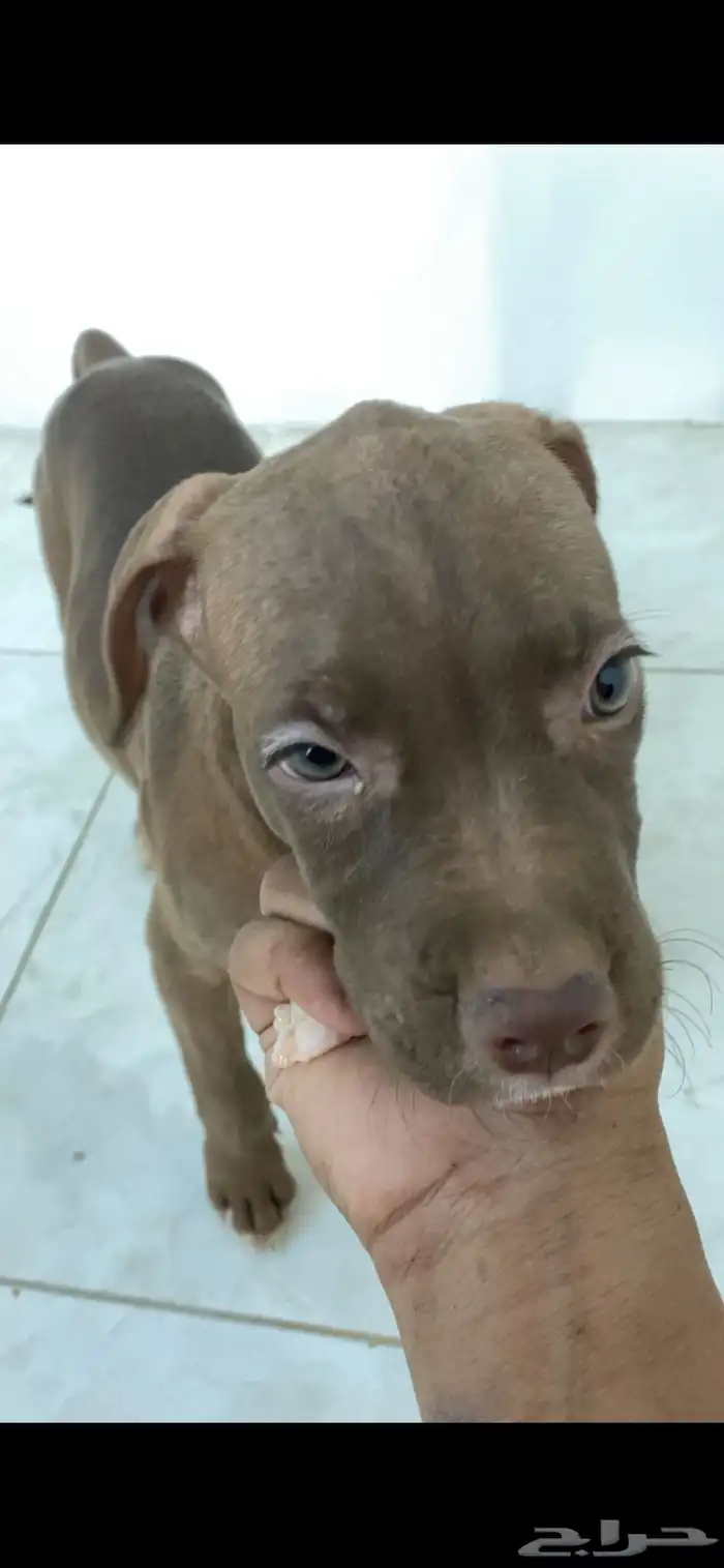 بيتبول اكس ال للبدل مع جرو جيرمن شيبرد او روت وايلر 18