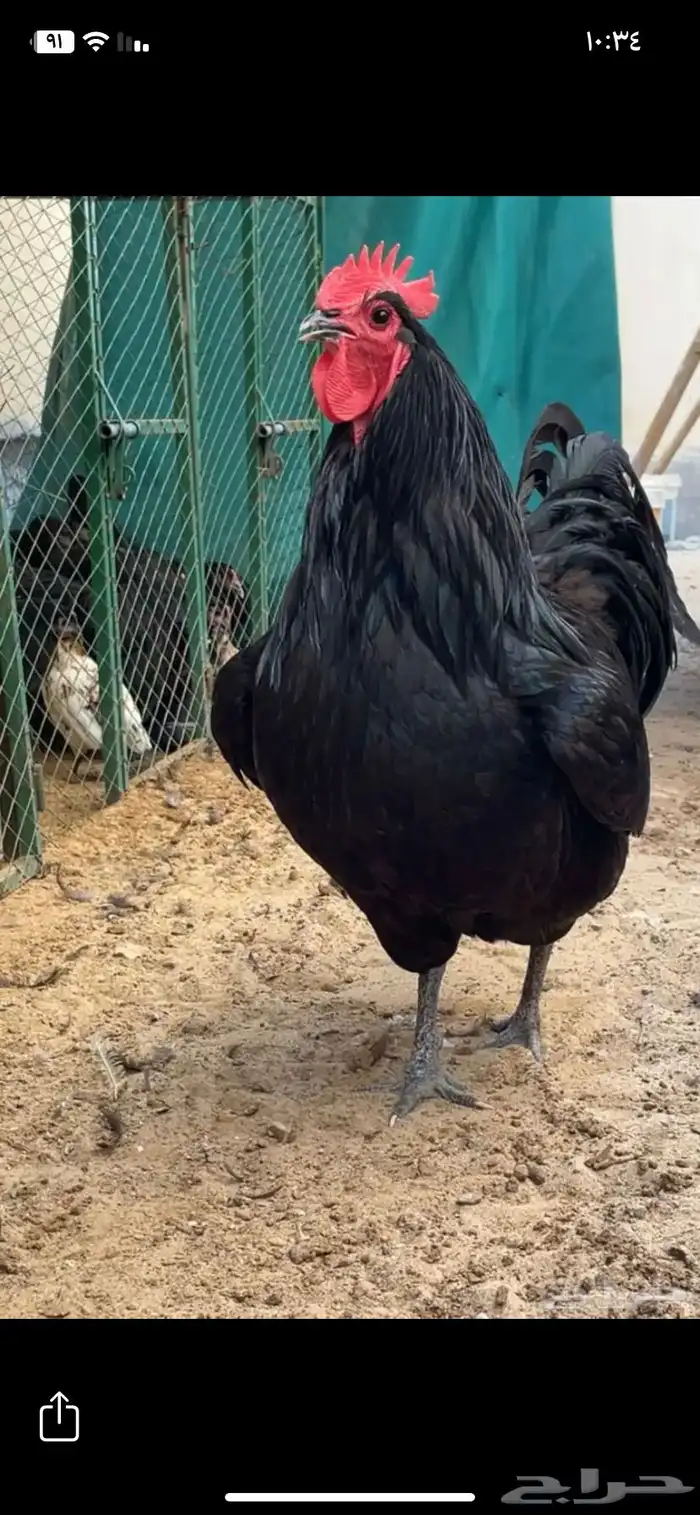 ديك الأسترلوب 0