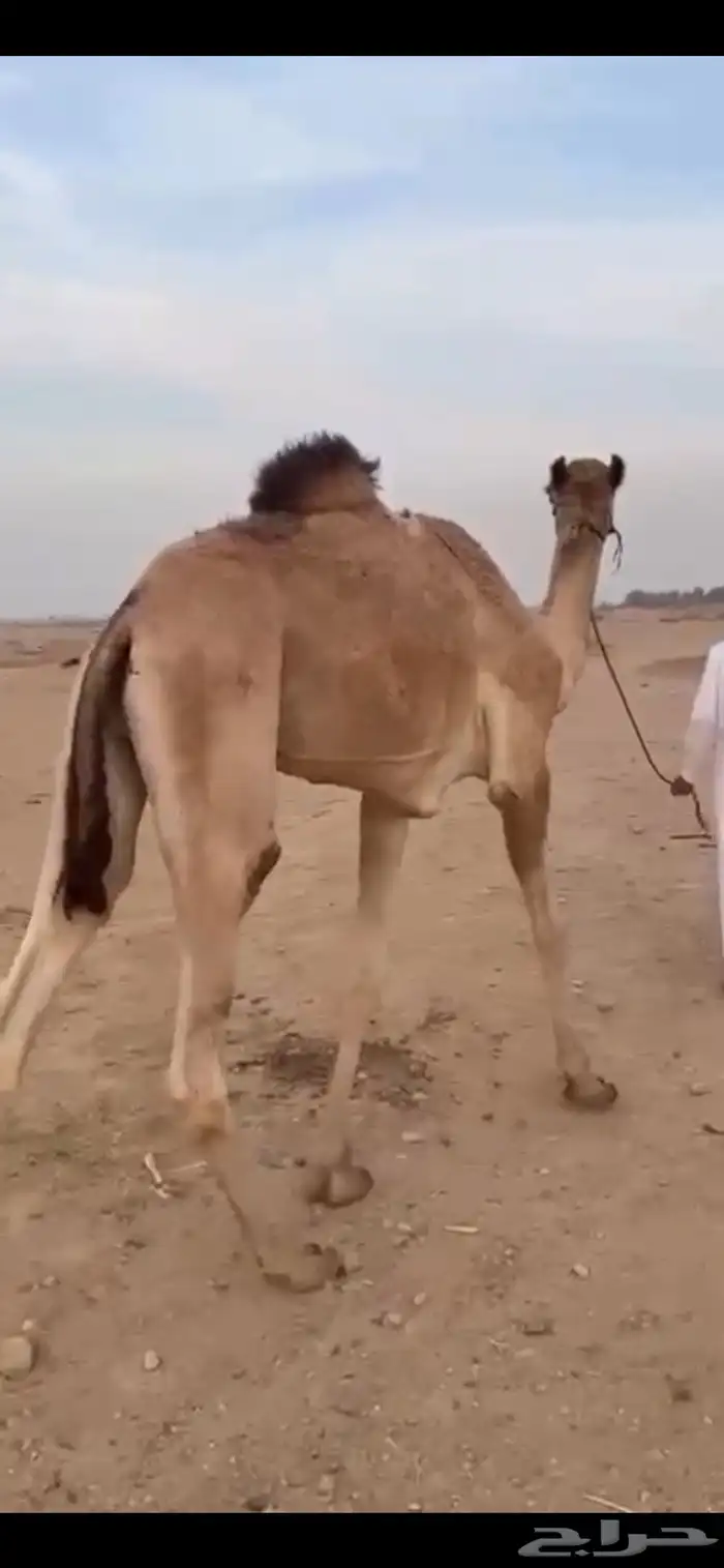 للبيع قعود لقي 1