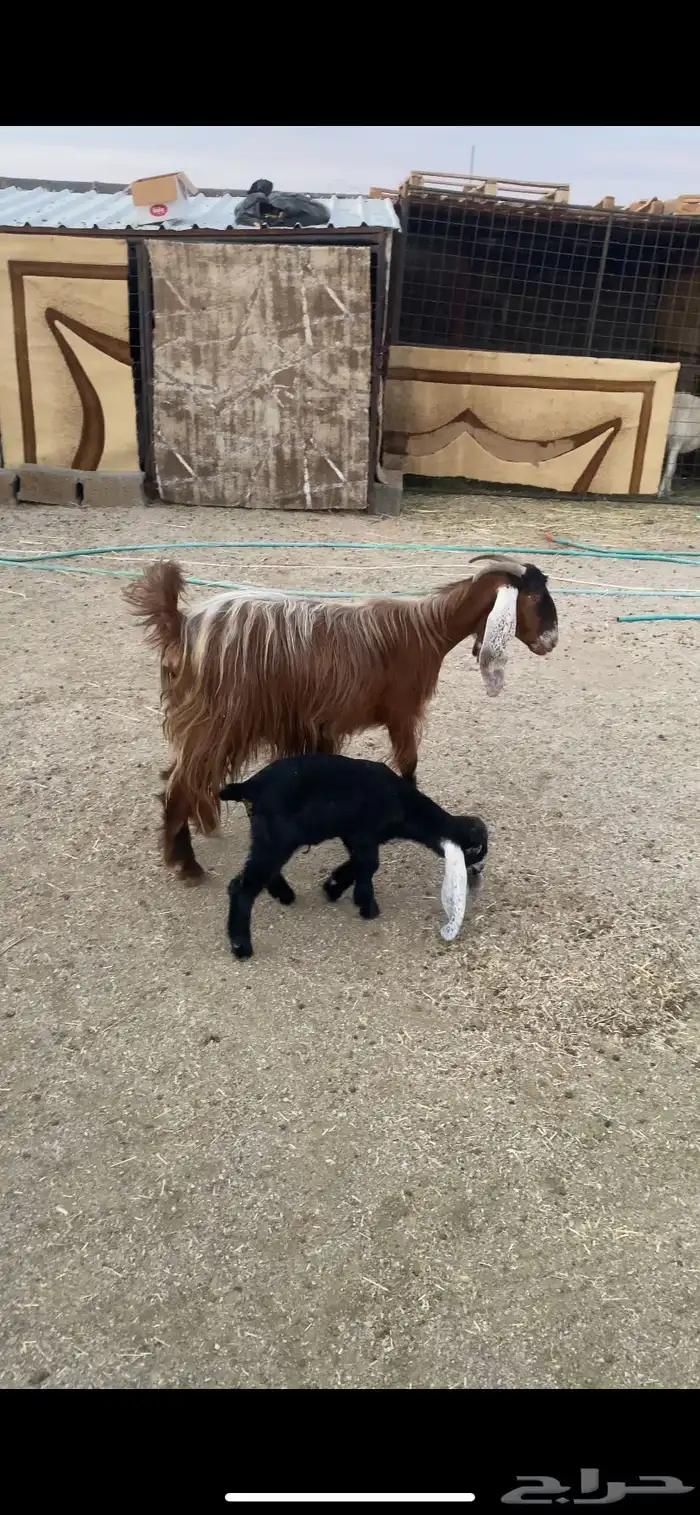 عرضييين خلفات حريات صنف وعنز يتبعها تيس 6