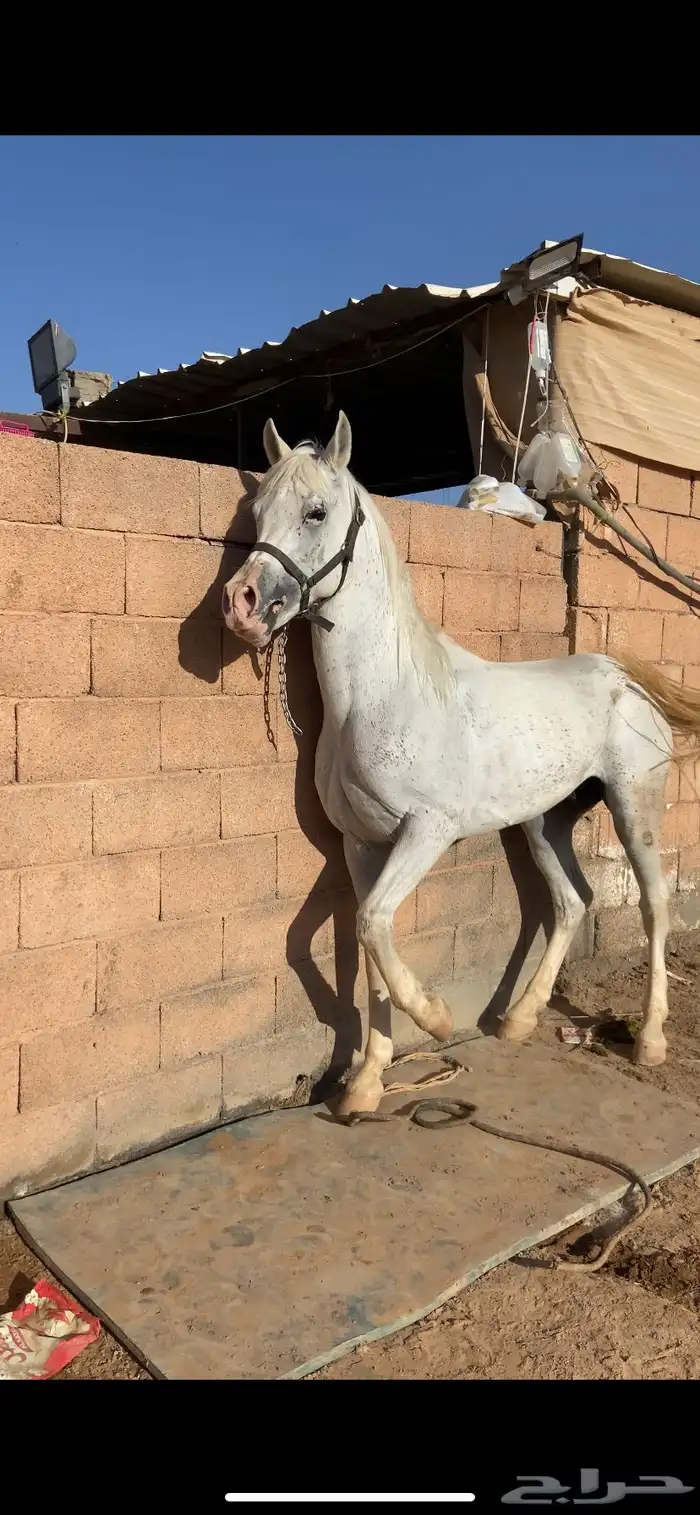 خيل شعبي اقبل البدل 1